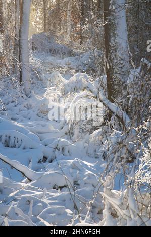 Ein Wintertag im Nickerson State Park, Brewster, Massachusetts, am Cape Cod, USA Stockfoto