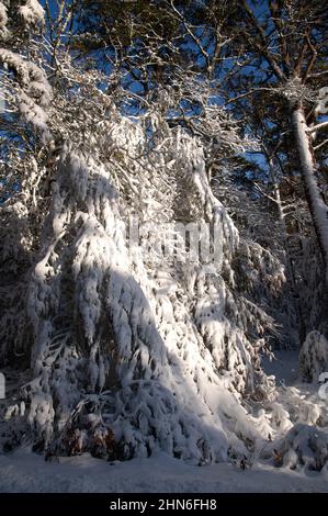 Ein Wintertag im Nickerson State Park, Brewster, Massachusetts, am Cape Cod, USA Stockfoto