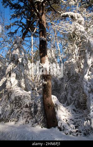 Ein Wintertag im Nickerson State Park, Brewster, Massachusetts, am Cape Cod, USA Stockfoto