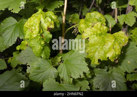 Cecidomyiidae Krankheit und Johannisbeer Schädlinge Galle Mücken und Catocha. Das Konzept der Bekämpfung von Krankheiten und Schädlingen von landwirtschaftlichen Kulturpflanzen. Stockfoto