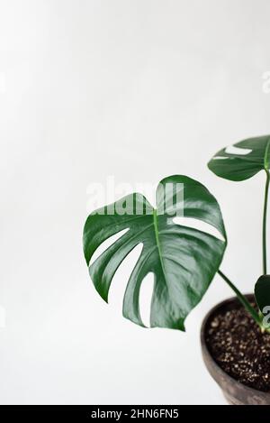 Großes grünes Blatt der Monstera-Hauspflanze vor weißem Hintergrund. Stockfoto