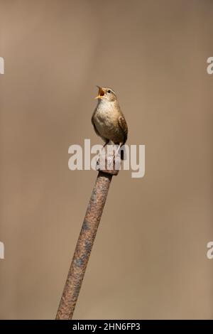 Eurasischer Wren (Troglodytes troglodytes) erwachsener Mann, der auf dem Postgesang thront, Suffolk, England, April Stockfoto