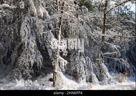 Ein Wintertag im Nickerson State Park, Brewster, Massachusetts, am Cape Cod, USA Stockfoto