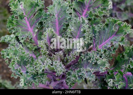 Brassica oleracea' 'Midnight Sun' kale, dekorative kale Blätter mit violetten Adern. VEREINIGTES KÖNIGREICH. Stockfoto