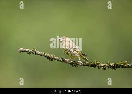 Europäischer Grünfink (Carduelis chloris), Jungtier, der auf moosbedecktem Zweig thront, Suffolk, England, August Stockfoto