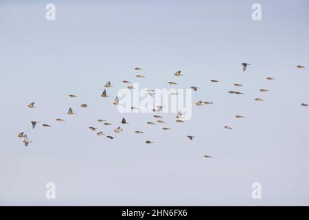 Gewöhnliches Linnet (Carduelis cannabina) Wintergefieder Erwachsene und Twite (Carduelis flavirostris) Erwachsene fliegen, Suffolk, England, Januar Stockfoto