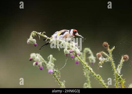 Europäische Goldfinken (Carduelis carduelis), die an Distel fressen, Suffolk, England, August Stockfoto