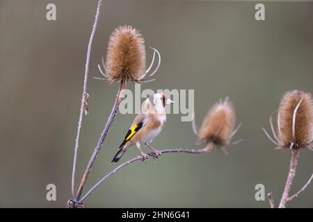 Europäischer Goldfink (Carduelis carduelis) Erwachsener auf Teelöffel, Suffolk, England, Dezember Stockfoto