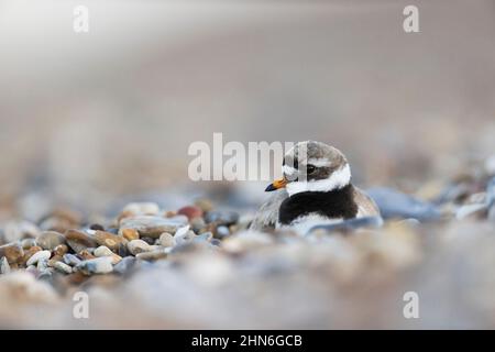 Ringelpfeifer (Charadrius hiaticula), das Gefieder brütet, adultes Weibchen, das auf dem Nest am Kiesstrand sitzt, Suffolk, England, Juli Stockfoto