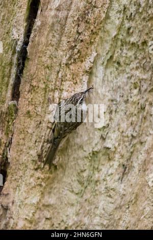 Gewöhnlicher Waldkäfer (Certhia familiaris), auf Stamm sitzend, mit Insekten im Schnabel für Küken, Suffolk, England, Mai Stockfoto