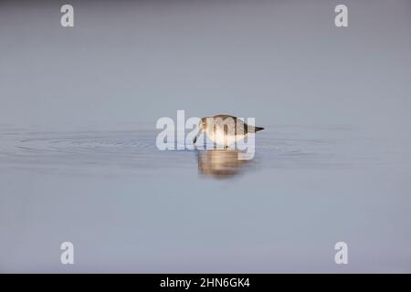 Dunlin (Calidris alpina) Wintergefieder für Erwachsene watend, Suffolk, England, September Stockfoto