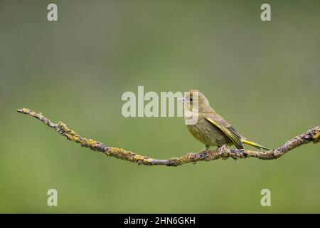 Europäischer Grünfink (Carduelis chloris), Jungtier, der auf Flechten-bedecktem Zweig thront, Suffolk, England, Juli Stockfoto