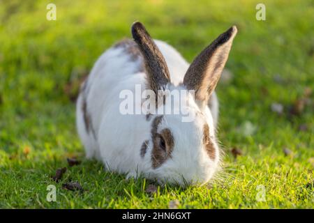 Kaninchen grasen auf dem Gras im Garten. Stockfoto