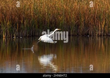 Großreiher / Reiher (Ardea alba alba / Egretta alba) im nicht-brütenden Gefieder, der im Herbst aus dem Wasser des Sees abzieht Stockfoto