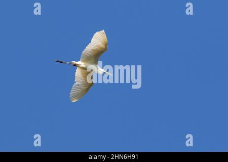 Silberreiher / Silberreiher (Ardea alba / Egretta alba) im nicht-brütenden Gefieder, der gegen den blauen Himmel fliegt Stockfoto