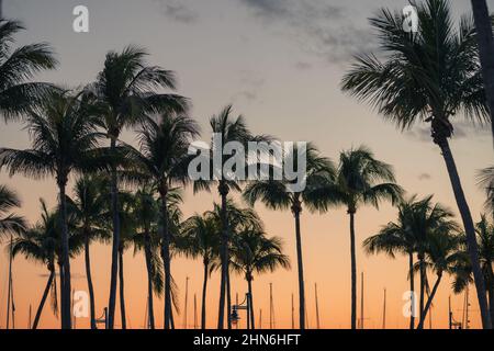 Palmen, tropischer Blick, Sonnenuntergang, Strand, miami Stockfoto