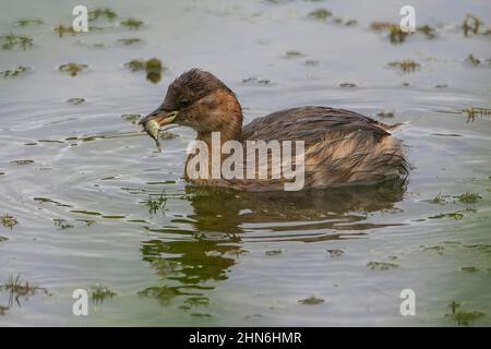 Eine Nahaufnahme eines weiblichen Zwergtauchens mit einem Fisch im Schnabel. Stockfoto