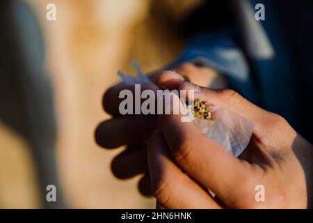 Nahaufnahme der Hände eines Jungen, die ein Marihuanagelenk im Freien Rollen Stockfoto