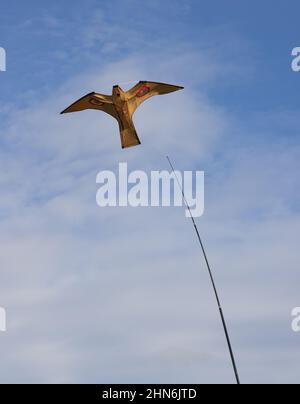 Hawk Kite landwirtschaftlicher Vogel Scarer in einem Feld zum Schutz der Kulturen. Stockfoto