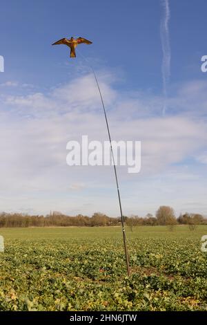 Hawk Kite landwirtschaftlicher Vogel Scarer in einem Feld zum Schutz der Kulturen. Stockfoto