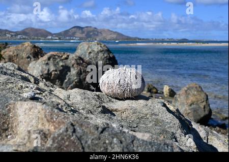 Ein getrockneter Seeigel, der auf den Felsen des Naturschutzgebietes Saint-Martin in der Nähe des Rotary Lookout Point im französischen Teil der Karibikinsel liegt Stockfoto