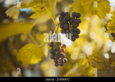 Ein Strauß blauer Trauben mit grünen Blättern hängt am Herbsttag auf dem Weinberg Stockfoto