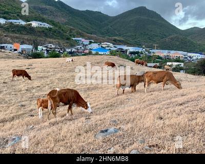 Viehweide auf dem Hope Estate auf der tropischen Karibikinsel Saint-Martin / Sint Maarten Stockfoto