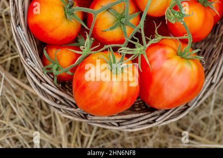 Reife Tomaten in einem Weidenkorb. Frisch geerntete Bio-Tomaten. Nahaufnahme. Stockfoto