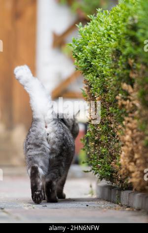 Erwachsene Katze an der Leine Stockfoto