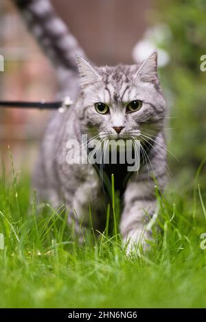 Erwachsene Katze an der Leine Stockfoto