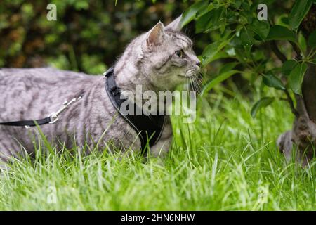 Erwachsene Katze an der Leine Stockfoto