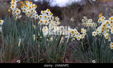Schöne wilde Narzissen Blüten mit selektivem Fokus Stockfoto