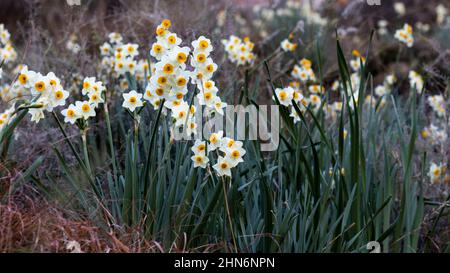Narcissus Pflanzen blühen in freier Wildbahn Stockfoto