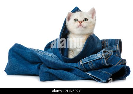 Niedliches britisches Kurzhaar-Kätzchen isoliert auf Weiß Stockfoto