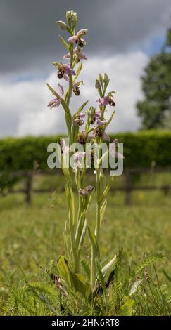 Ein auffälliger Blütenstachel der Bienenorchidee. Eine hinterhältige Mimik, um eine Biene anzuziehen, um bestäubt zu werden. Suffolk, Großbritannien Stockfoto