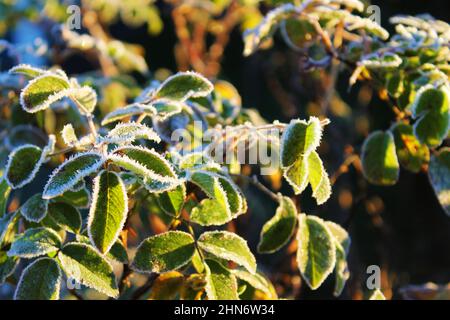 Frost auf den Blättern einer Gartenpflanze Stockfoto