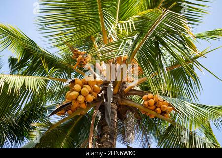 Foto eines Königs Kokospalmendeckens mit Kokosnüssen und Ästen in einem tropischen Klima Stockfoto