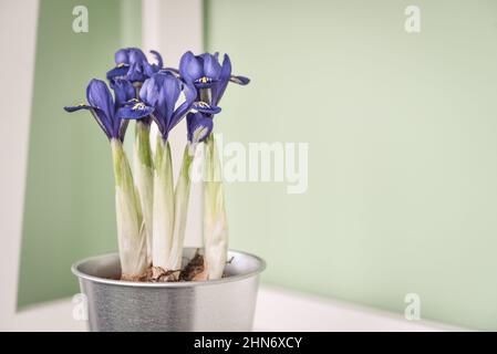 Mini-Iris Blumen in einem Topf in der häuslichen Innenansicht Stockfoto