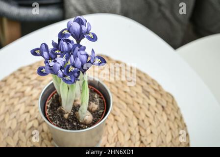 Mini-Iris Blumen in einem Topf in der häuslichen Innenansicht Stockfoto