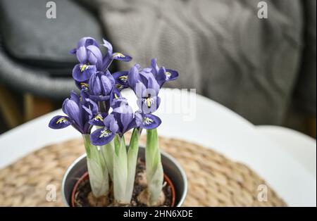 Mini-Iris Blumen in einem Topf in der häuslichen Innenansicht Stockfoto