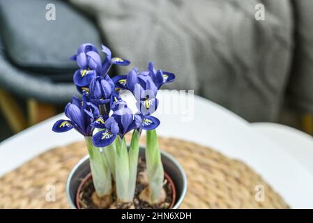 Mini-Iris Blumen in einem Topf in der häuslichen Innenansicht Stockfoto