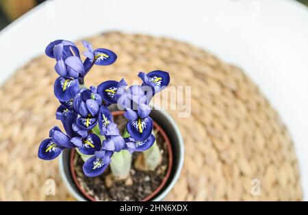 Mini-Iris Blumen in einem Topf in der häuslichen Innenansicht Stockfoto