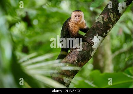 Panamaischer Kapuziner (Cebus-Imitator), Uvita, Costa Rica, Mittelamerika Stockfoto