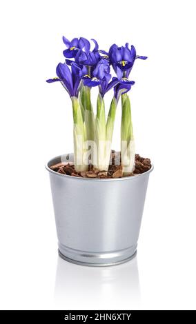 Mini-Iris blüht in einem Topf isoliert auf weißem Hintergrund Stockfoto