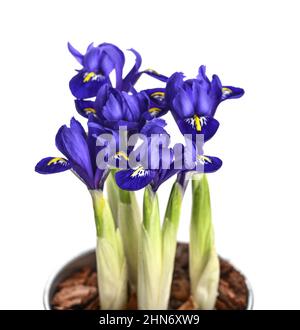 Mini-Iris blüht in einem Topf isoliert auf weißem Hintergrund Stockfoto