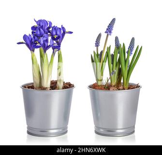 Mini Iris Blumen und Muscari in einem Topf isoliert auf weißem Hintergrund Stockfoto