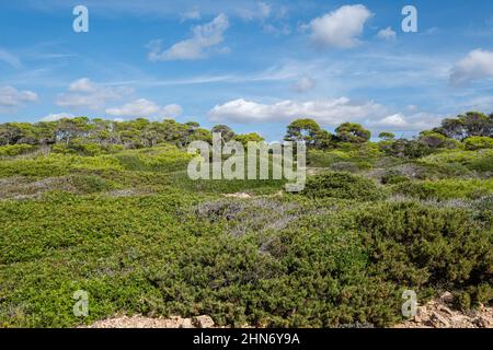 Mediterraner Wald und Macchia, Santanyi Küste, Mallorca, Spanien Stockfoto