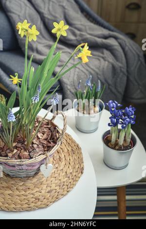 Muscari-Blüten, Narzissen und Mini-Iris in einem Topf auf dem Tisch im Innenraum Stockfoto
