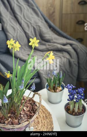 Muscari-Blüten, Narzissen und Mini-Iris in einem Topf auf dem Tisch im Innenraum Stockfoto