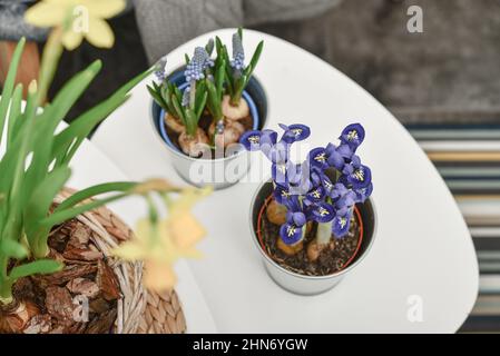 Muscari-Blüten, Narzissen und Mini-Iris in einem Topf auf dem Tisch im Innenraum Stockfoto